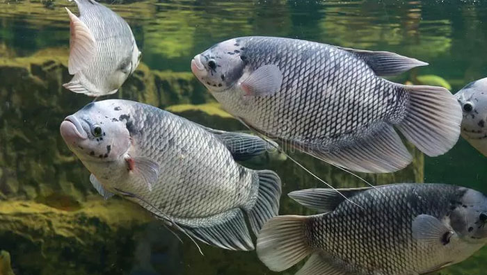 Usaha Ternak Ikan Gurame